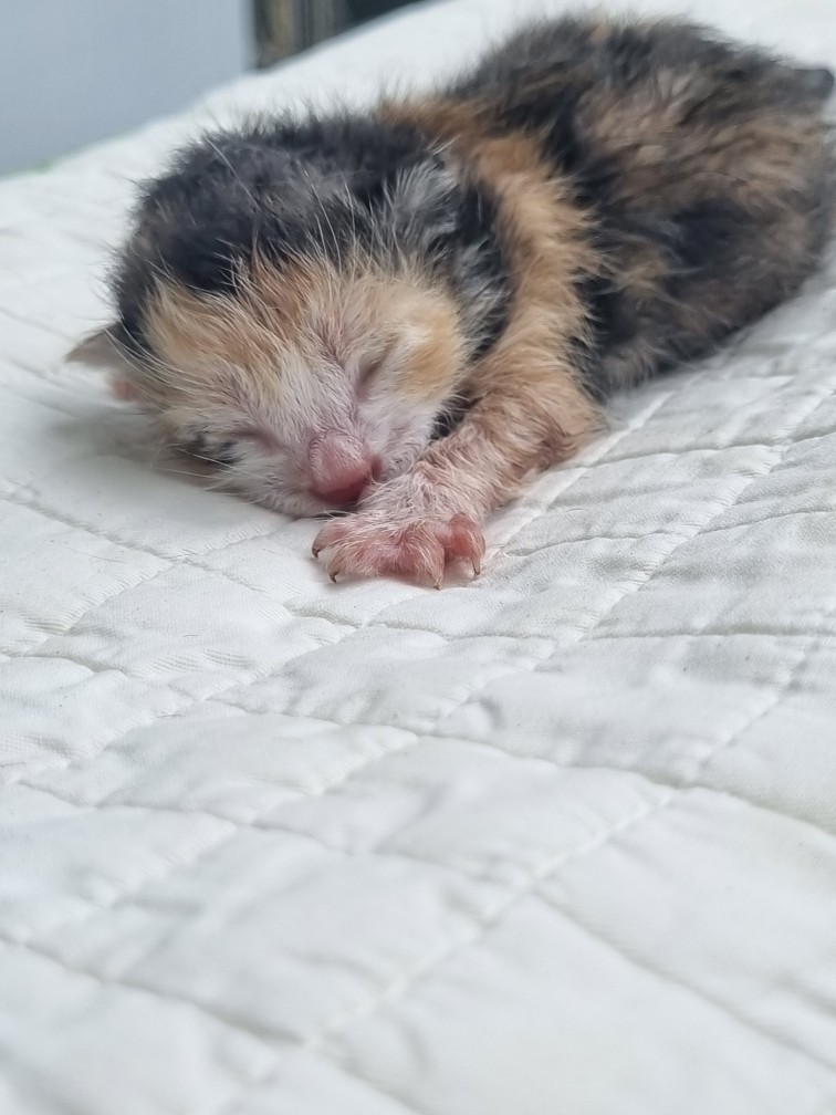 종료(자연사) 한국…